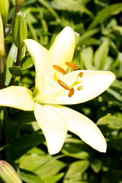 Flor de lirio, Lilium — Foto de Stock