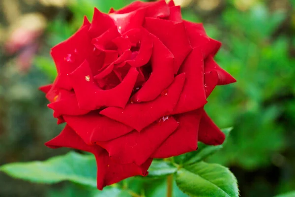 Rosa de belleza —  Fotos de Stock