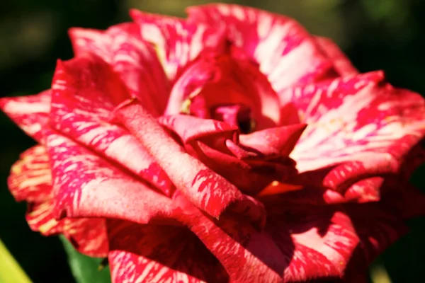 Ομορφιά τριαντάφυλλο — Φωτογραφία Αρχείου