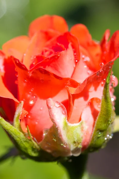 Rosa di bellezza — Foto Stock