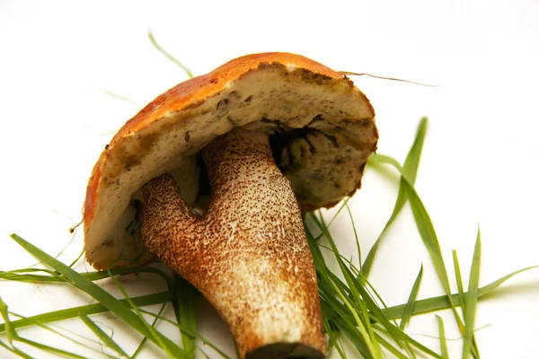 Porcini cogumelo (Boletus edulis) aka bolete ou centavo bun isolat — Fotografia de Stock
