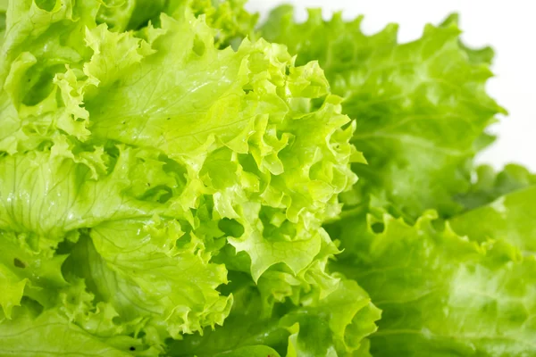 Stock image Salad leaves on a white