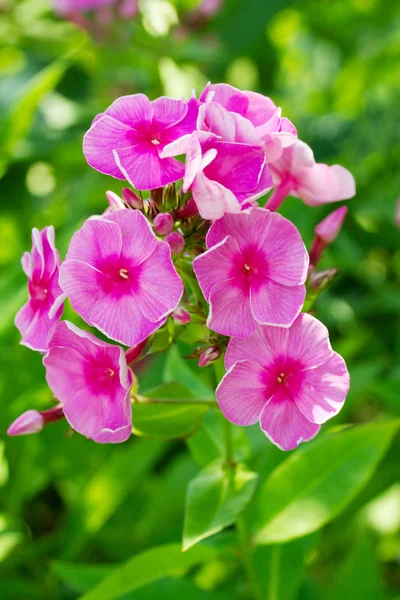 Квітучий phlox метельчатая, polemoniaceae — стокове фото