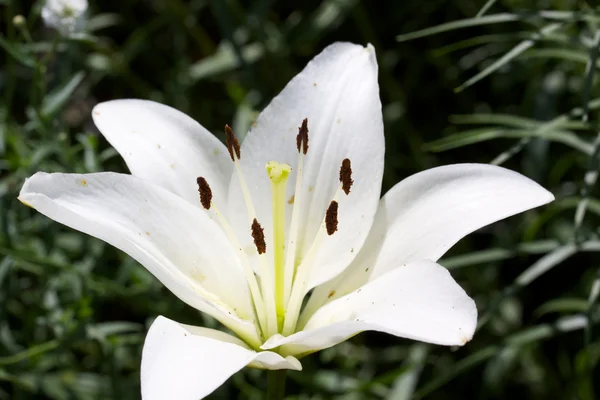Κρίνος λουλούδι, lilium — Φωτογραφία Αρχείου