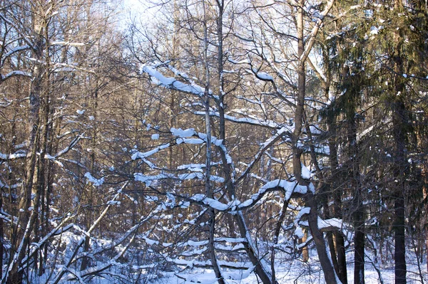 Hermoso paisaje de bosque de invierno —  Fotos de Stock