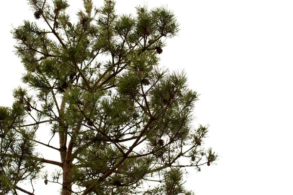 Jovem ramo de pinheiros — Fotografia de Stock