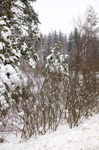 Beau paysage enneigé d'hiver — Photo