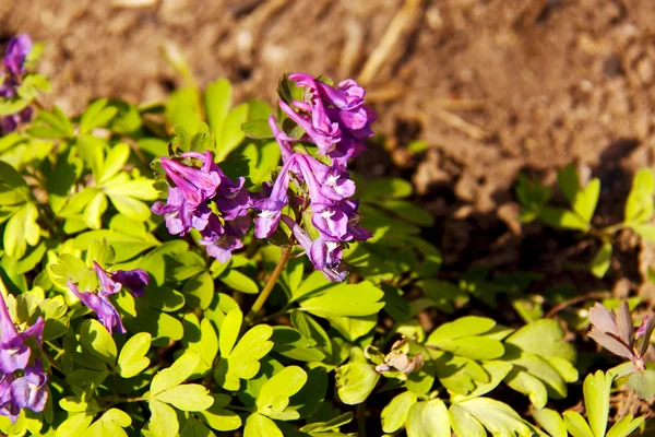 Floral achtergrond van de eerste lente bloemen close-up — Stockfoto