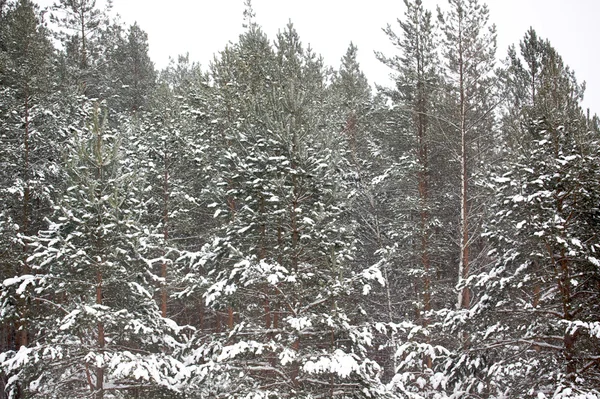 Vacker vinter snöiga landskap — Stockfoto
