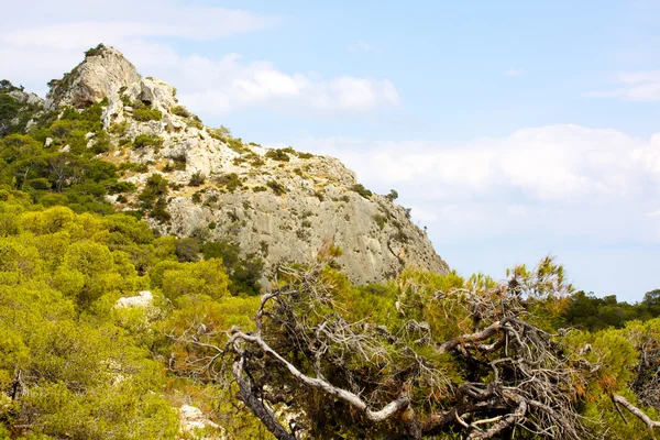 ギリシャの山を松します。 — ストック写真