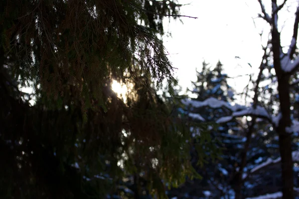 Красивый зимний лес — стоковое фото
