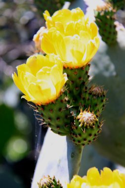 Yellow Prickly Pear Cactus Flowers clipart