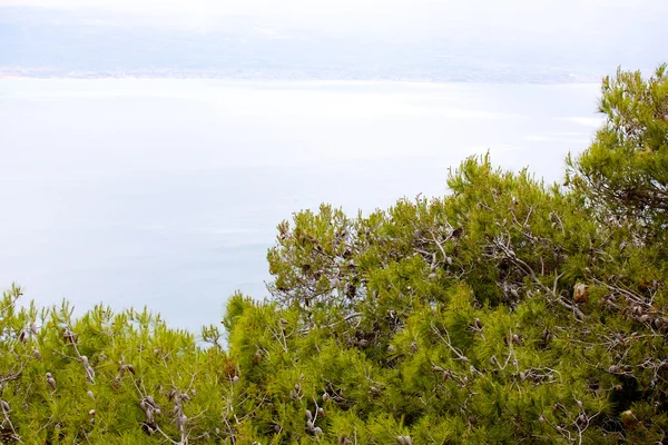Pine op de berg in Griekenland — Stockfoto