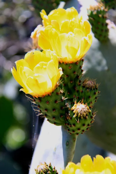 Fleurs de cactus de poire épineuse jaune — Photo