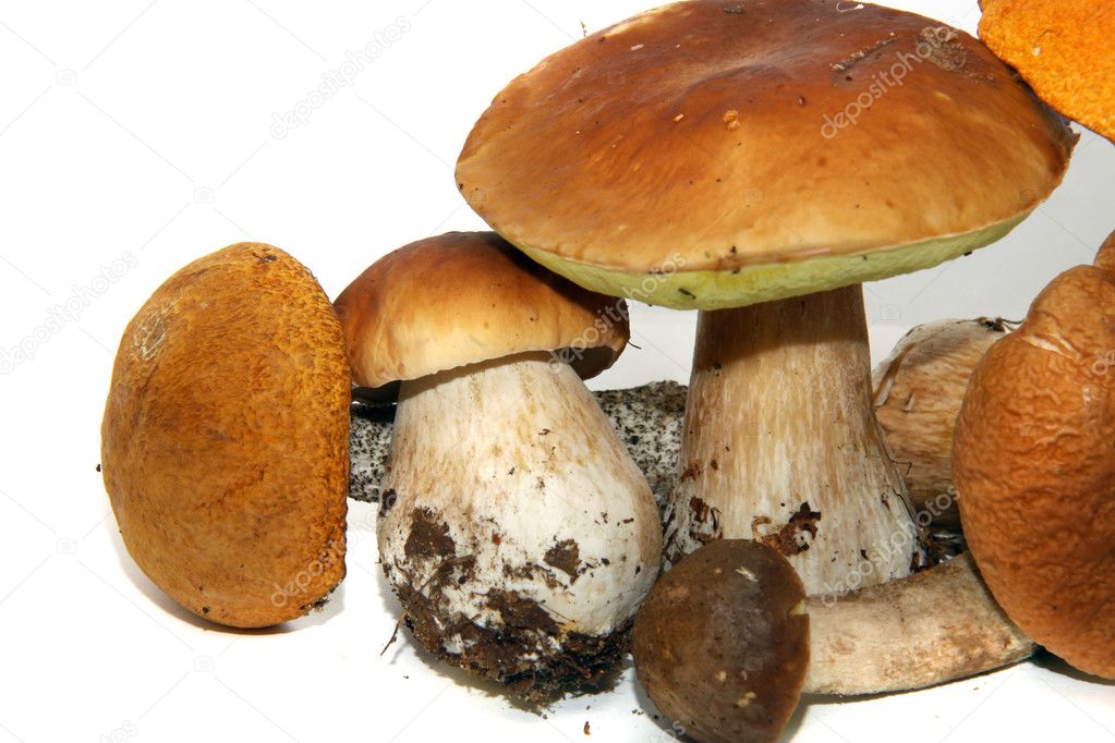 Porcini mushroom (Boletus edulis) aka bolete or penny bun isolat