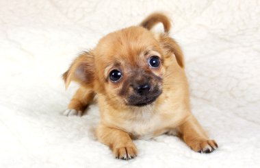 Chihuahua puppy in studio clipart