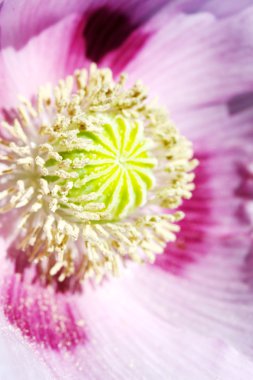 doğal arka plan üzerinde pembe poppies başkanı