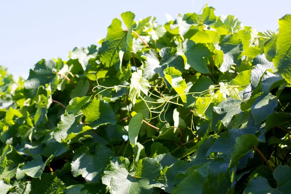 stock image Landscape vineyard