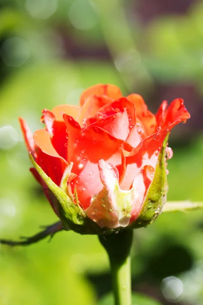 Rosa de belleza —  Fotos de Stock