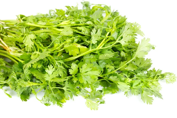 Čerstvý koriandr (cilantro) bylina izolované na bílém pozadí — Stock fotografie