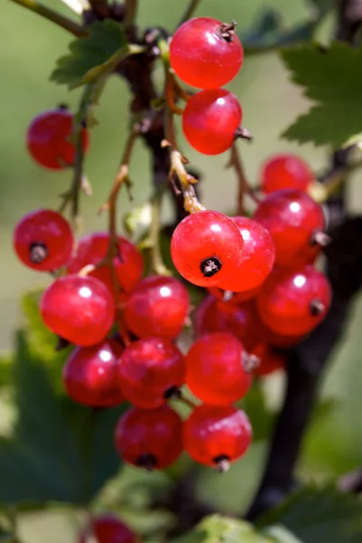 Ribes rosso sul ramo — Foto Stock
