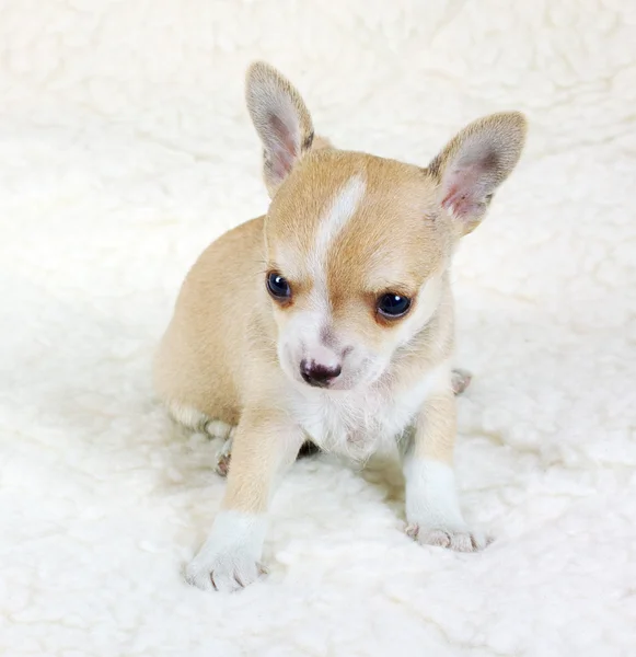 Chihuahua hvalp i studiet - Stock-foto