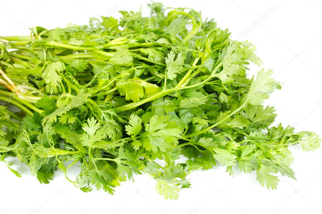 Fresh coriander (cilantro) herb isolated on a white background Stock