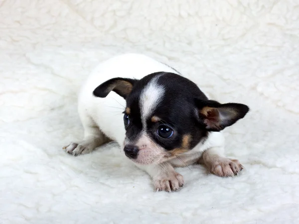 Chihuahua chiot en studio — Photo