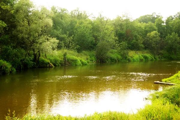 Зеленый лес и река — стоковое фото
