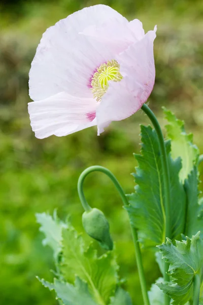 Head of pink poppies over natural background — Stock Photo, Image