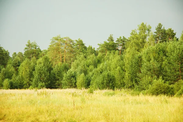 Ryska skog — Stockfoto