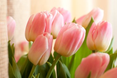 Pink tulips clipart