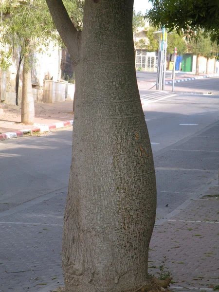 Дерево Баобаба — стоковое фото