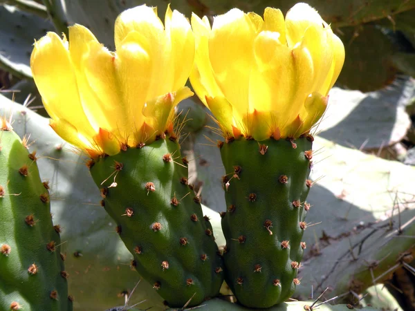 Fleurs et cactus de produits — Photo