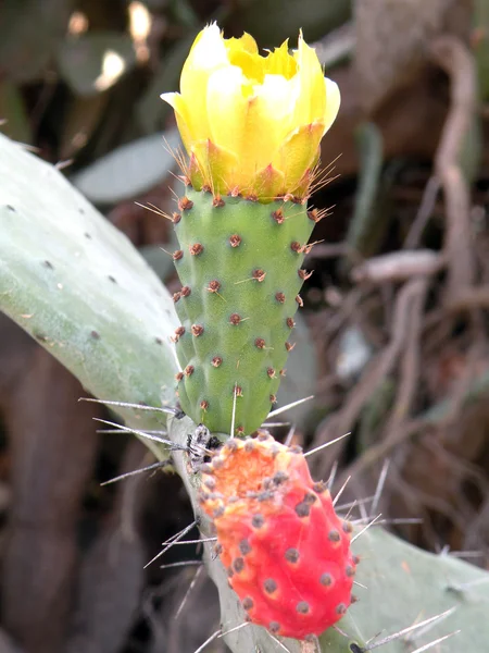 Flores y cactus de producto — Foto de Stock