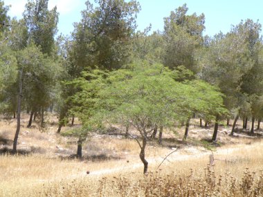 yol kenarında tarafından Tree