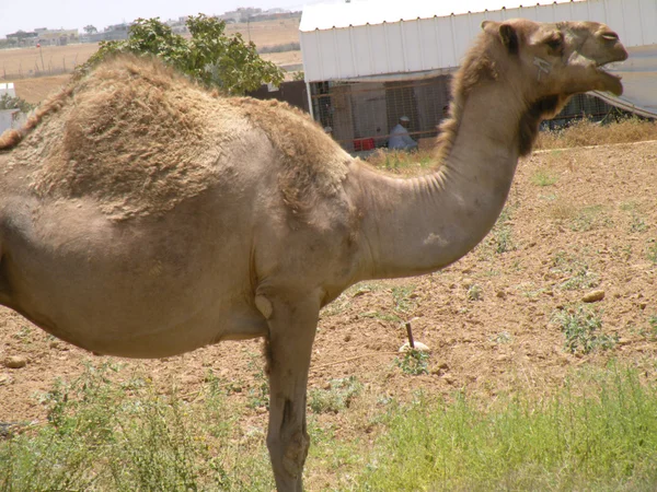 Negev camelo — Fotografia de Stock