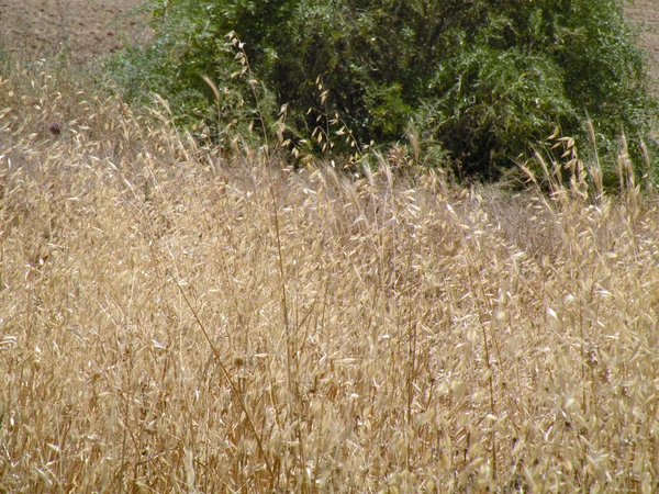 Kaszált gabona területen — Stock Fotó