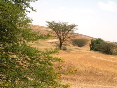 yol kenarında tarafından Tree