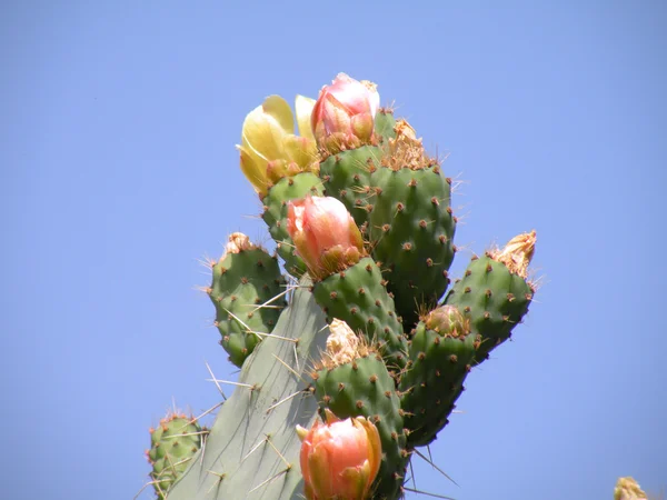 Çiçekler ve ürün kaktüs — Stok fotoğraf