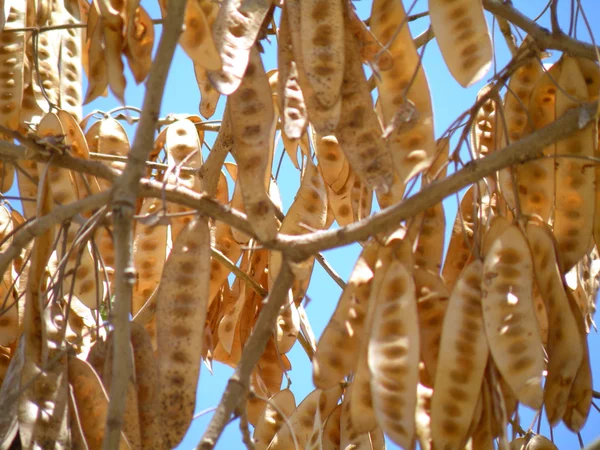 stock image Tree