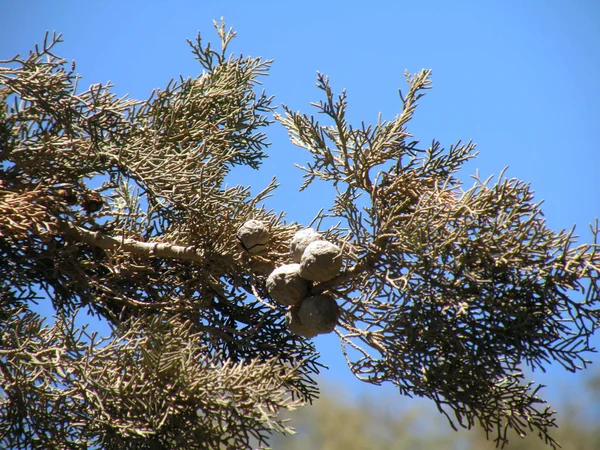 Stock image Conifer broad