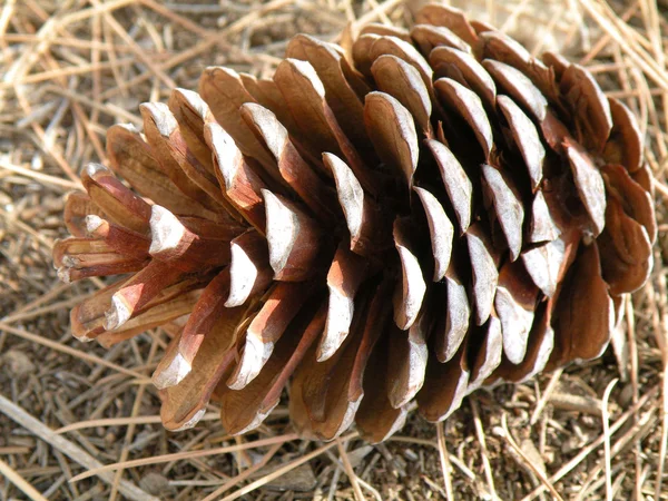 Cone pine needles on the ground — Stock Photo, Image