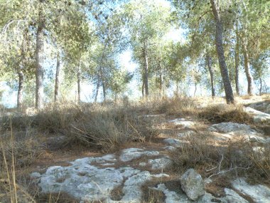 Dağ vahşi giden yol