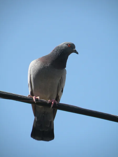 Depths of a lonely dove in on a Wire — Stock Photo, Image
