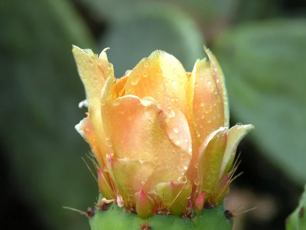 Çiçekler ve ürün kaktüs — Stok fotoğraf