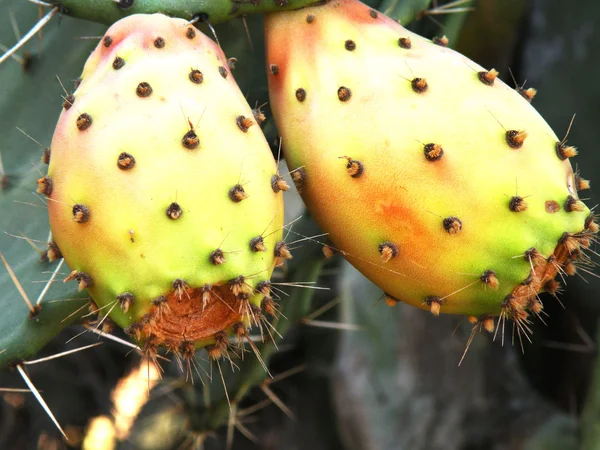 Cactus fruta madura — Foto de Stock