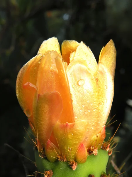 Cactus, flor — Foto de Stock