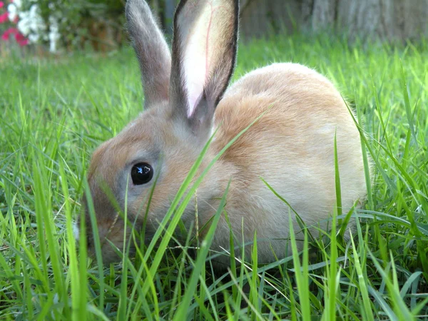 Gri tavşan — Stok fotoğraf