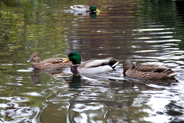 stock image Ducks